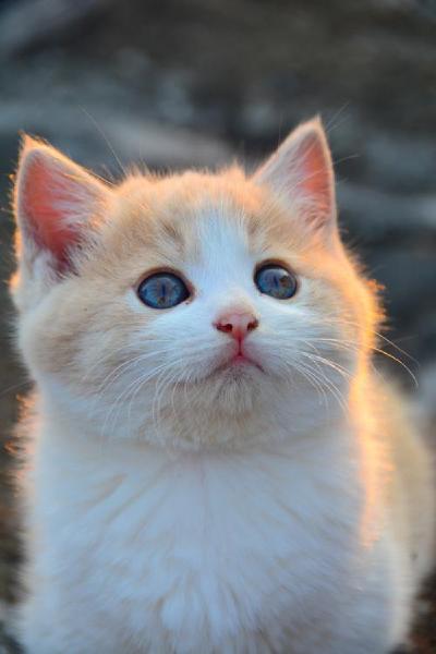 Selective focus photography of orange and white cat on brown table by Amber Kipp